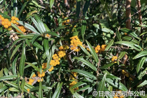 甘肅有沒有適合公司家庭日的包車路線？  