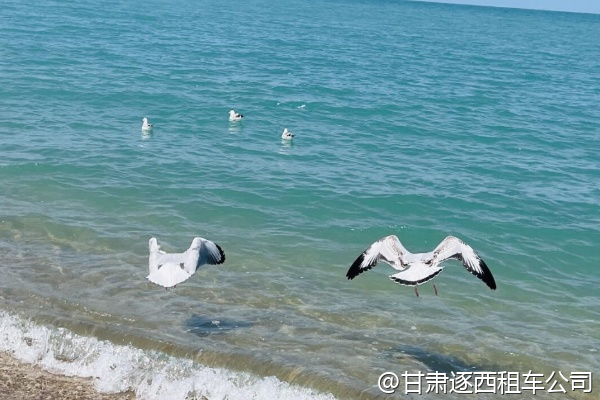 從蘭州包車到太極島，鳥多嗎？  